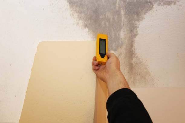 Best Basement Mold Removal  in North Manchester, IN