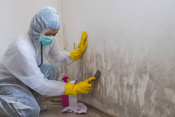 Best Airborne Mold Testing  in North Manchester, IN