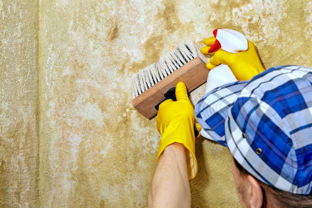 Best Water Damage & Mold Remediation  in North Manchester, IN