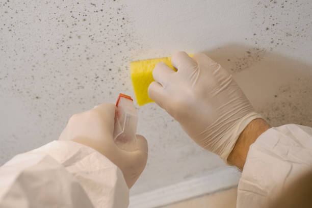 Best Industrial Mold Remediation  in North Manchester, IN