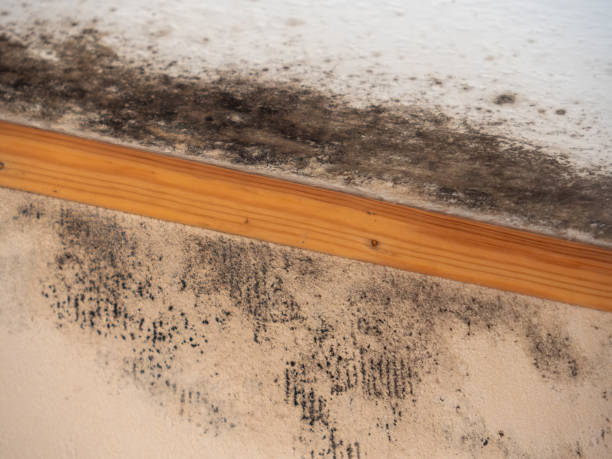 Best Post-Construction Mold Inspection  in North Manchester, IN