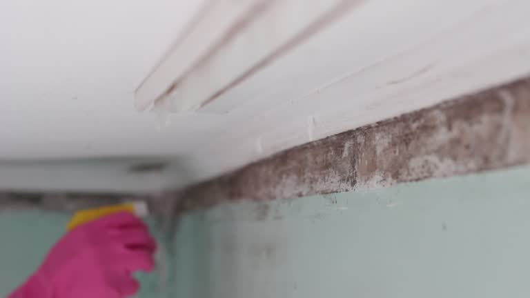 Best Mold Prevention Services  in North Manchester, IN